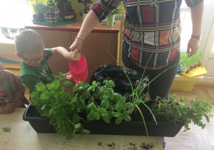 dzieci podlewają zioła w doniczce